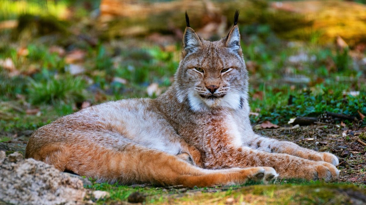 Рысь — Lynx Lynx