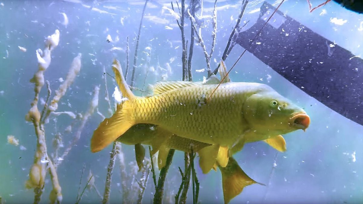 Карп Озерный