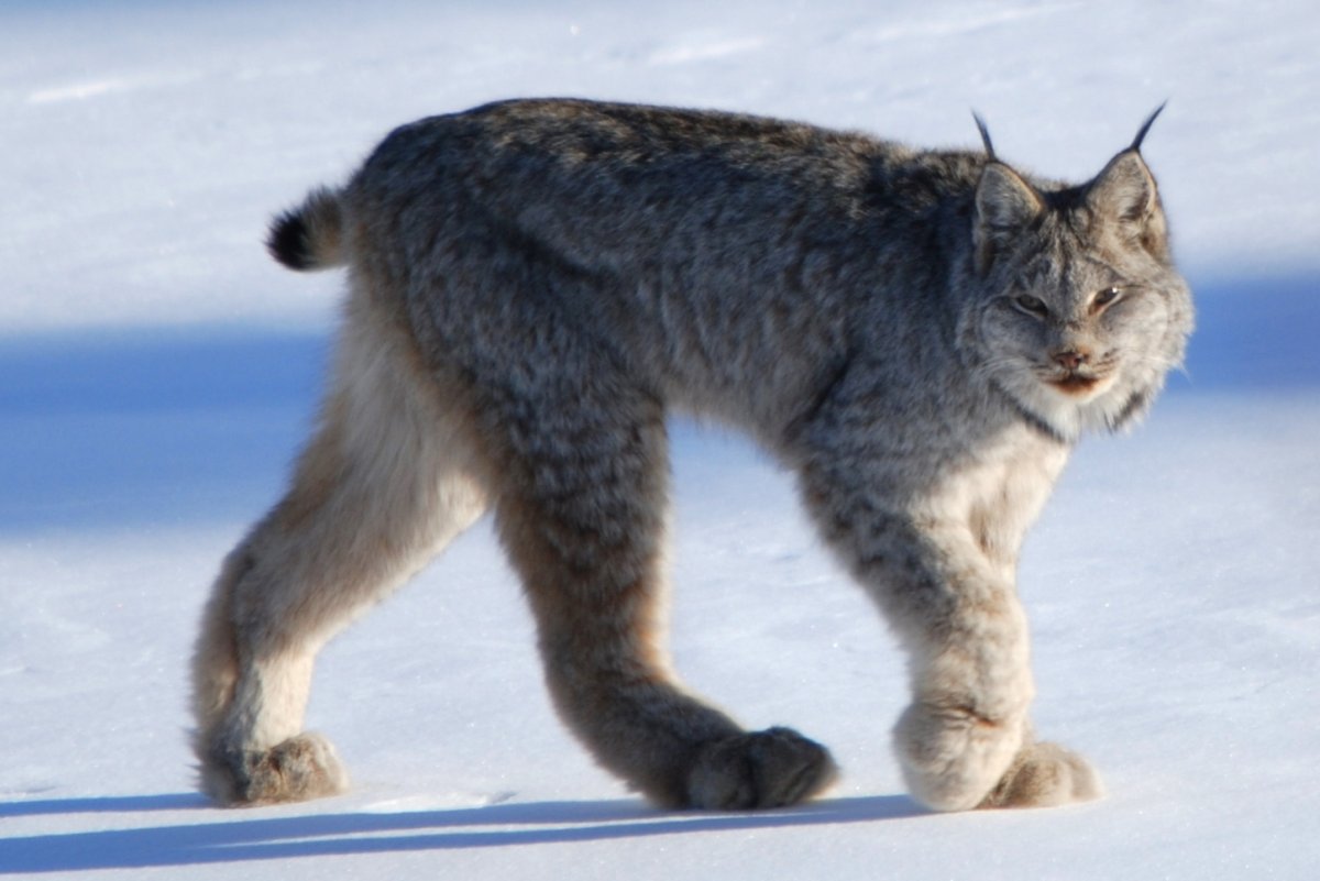 Кот на севере