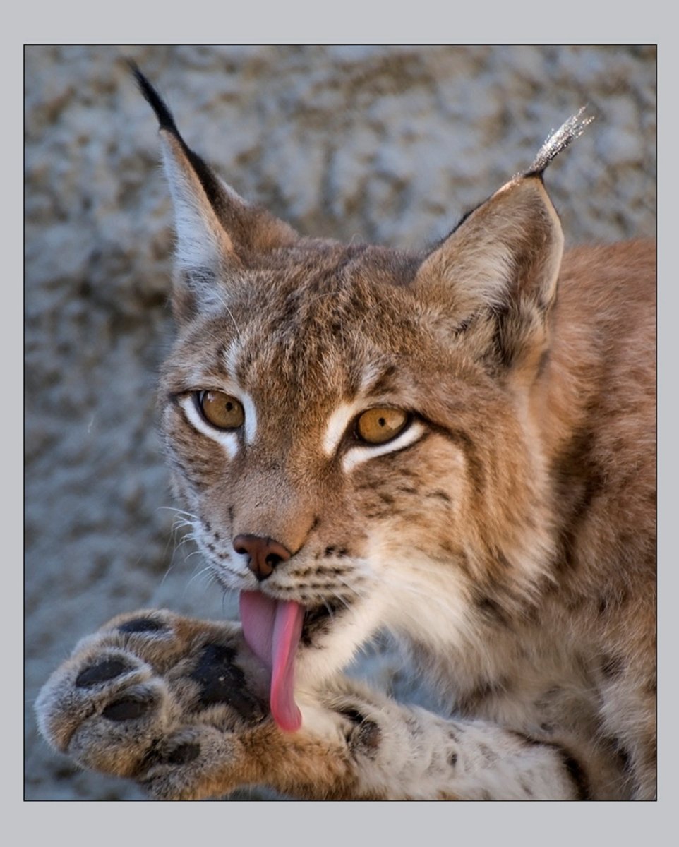Канадская Рысь лапы
