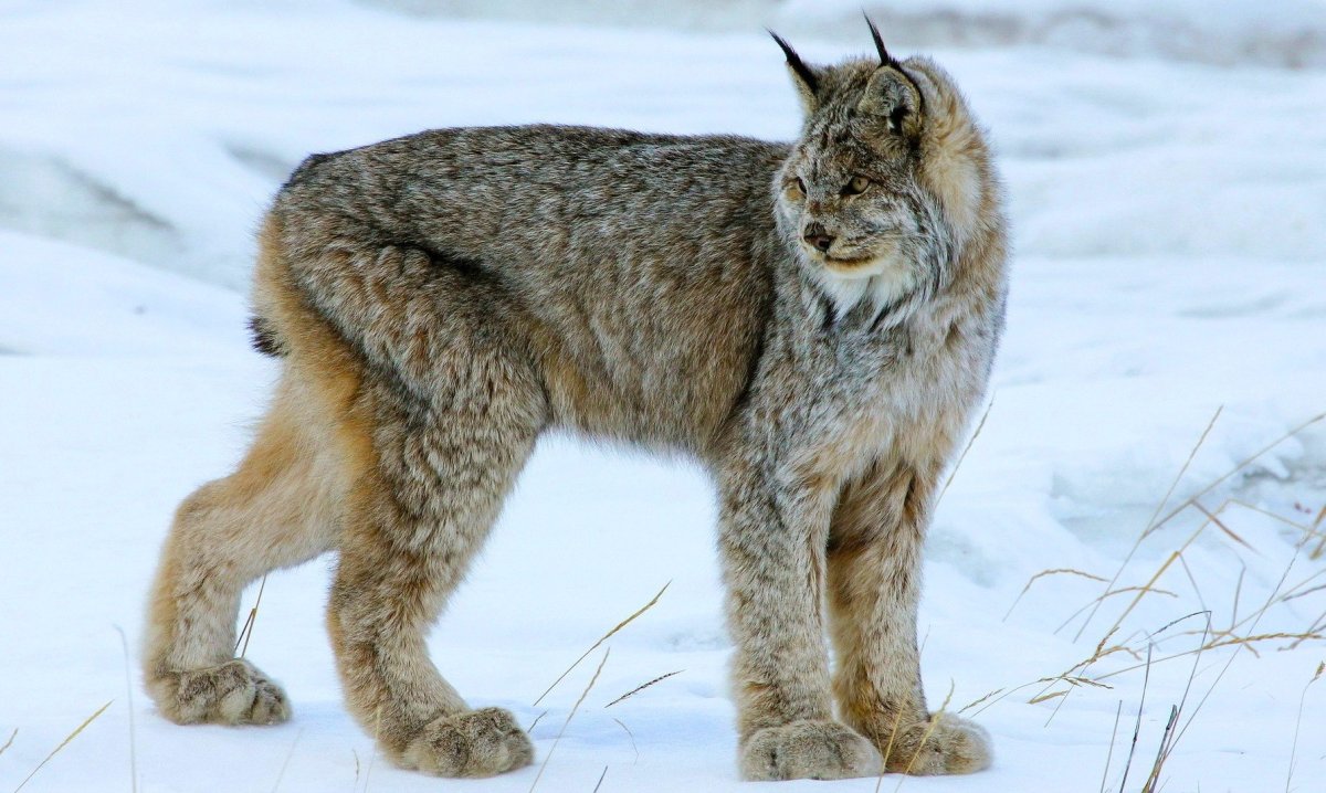 Якутская Рысь