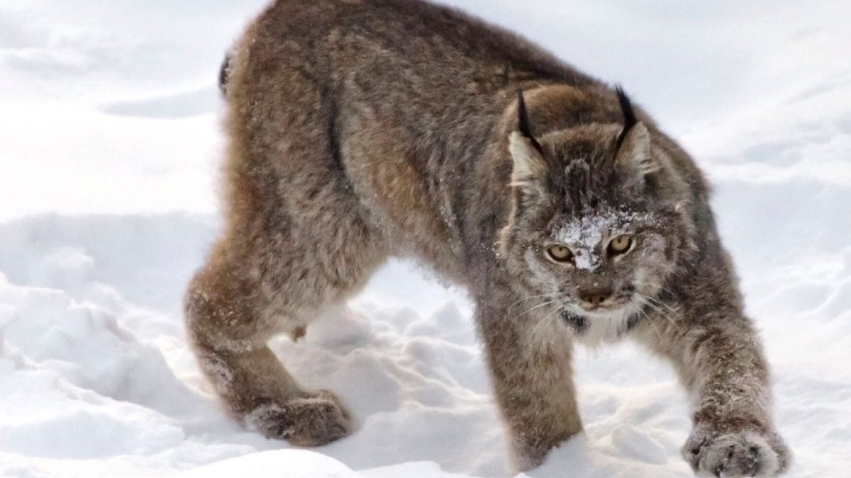 Канадская Рысь Бобкэт