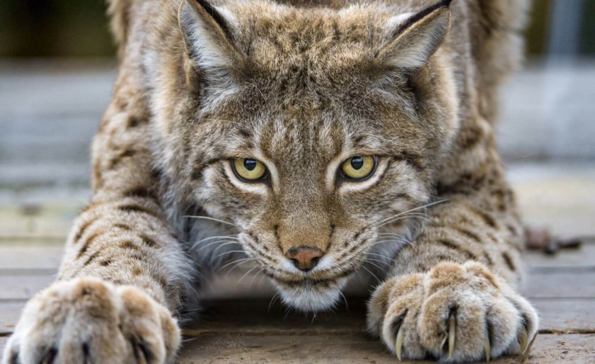 Канадская Рысь с рысенком