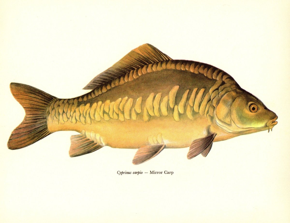Карп обыкновенный – Cyprinus Carpio