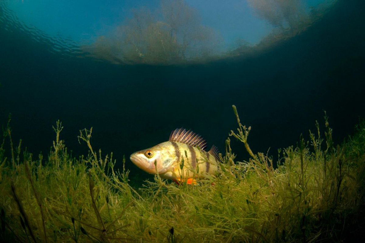 Живая рыба в воде