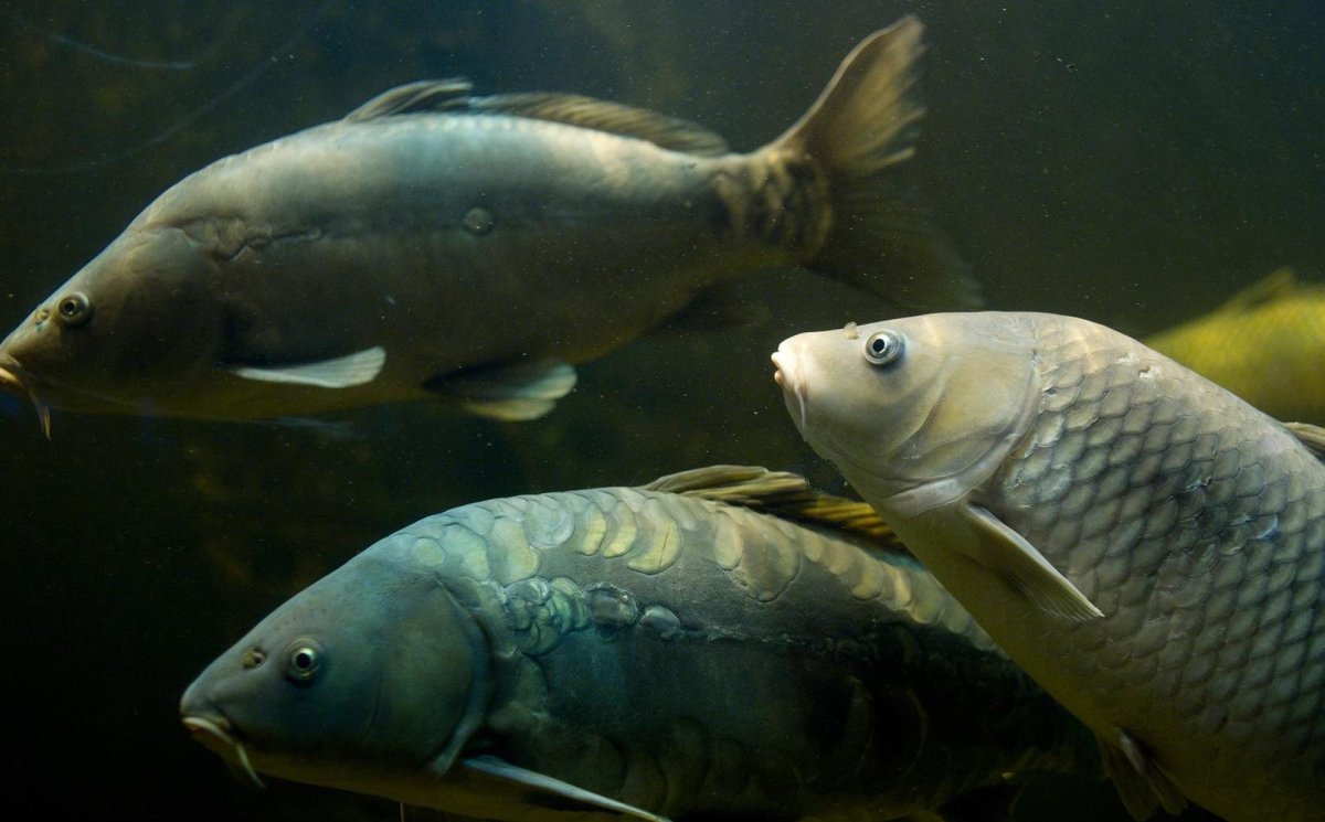 Хищная Речная рыба