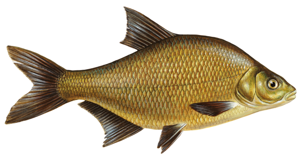 Красноперка Озерная рыба