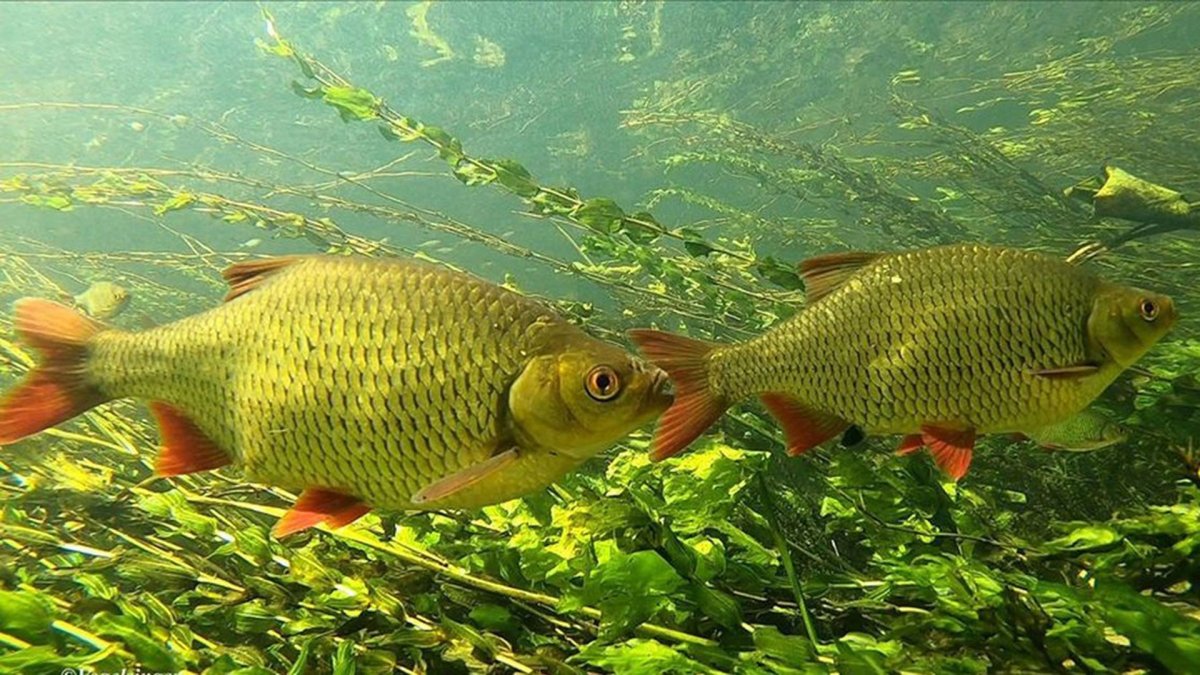 Гефельте Фиш Карп