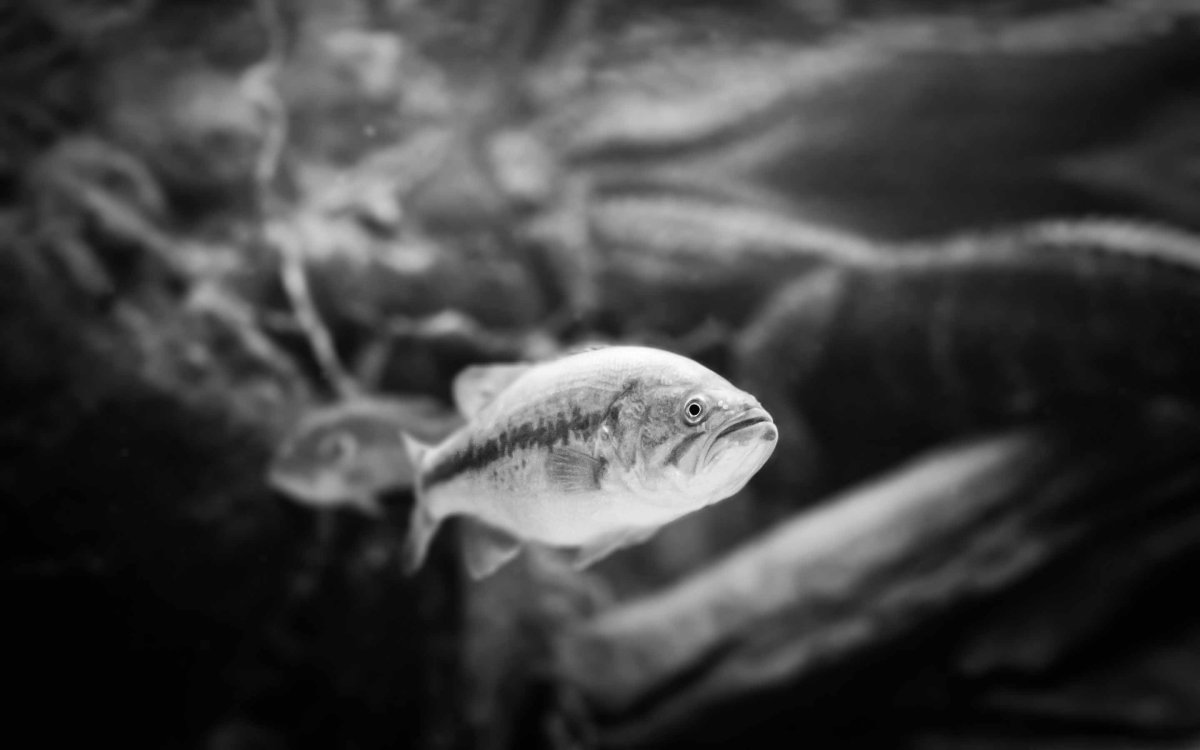 Дегтев Александр Александрович - художник-иллюстратор