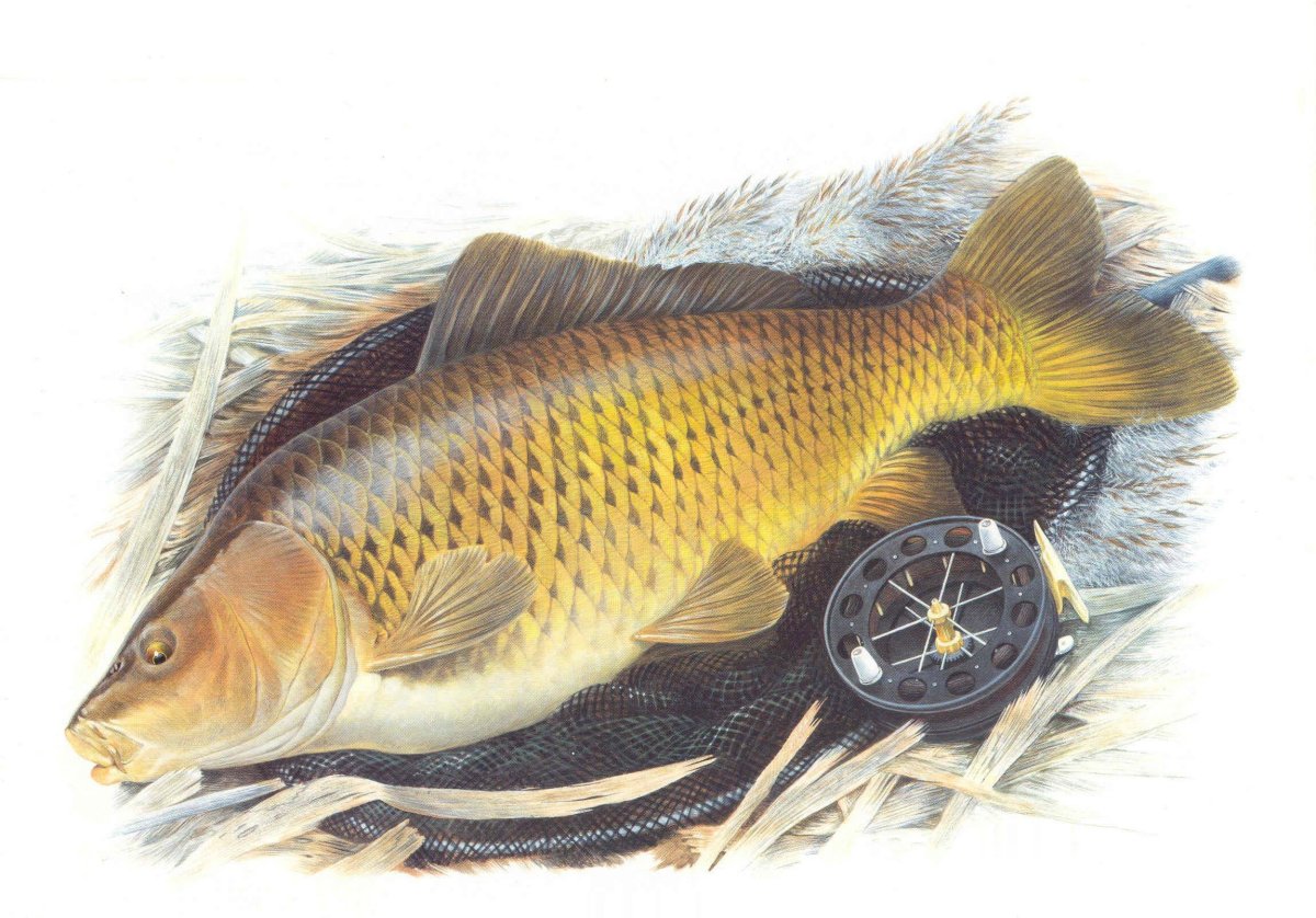 Японский пруд с карпами кои