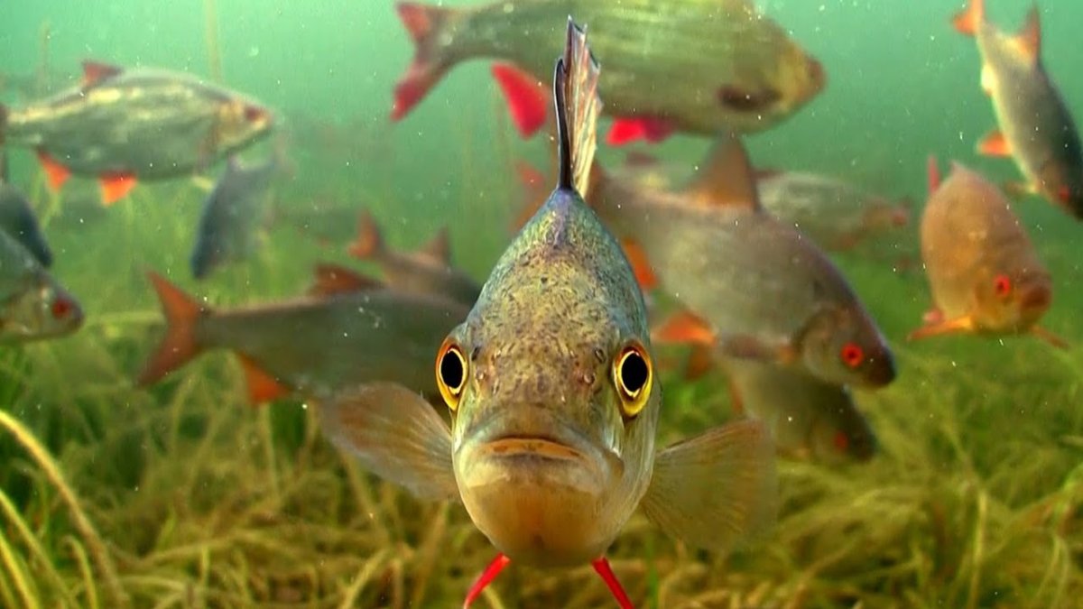 Рыба в реке