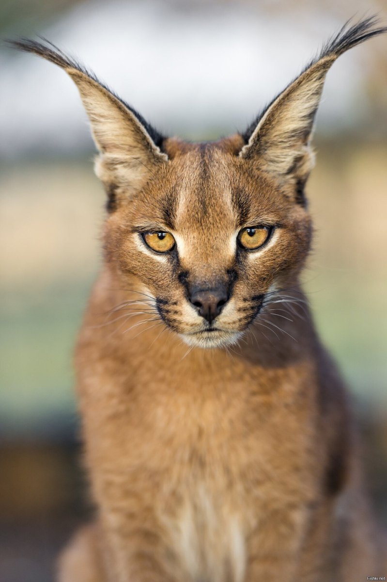 Каракал альбинос