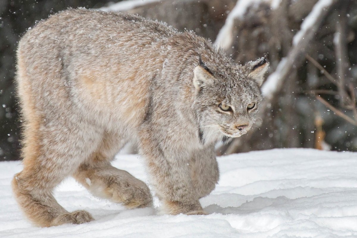 Канадская Рысь лапы