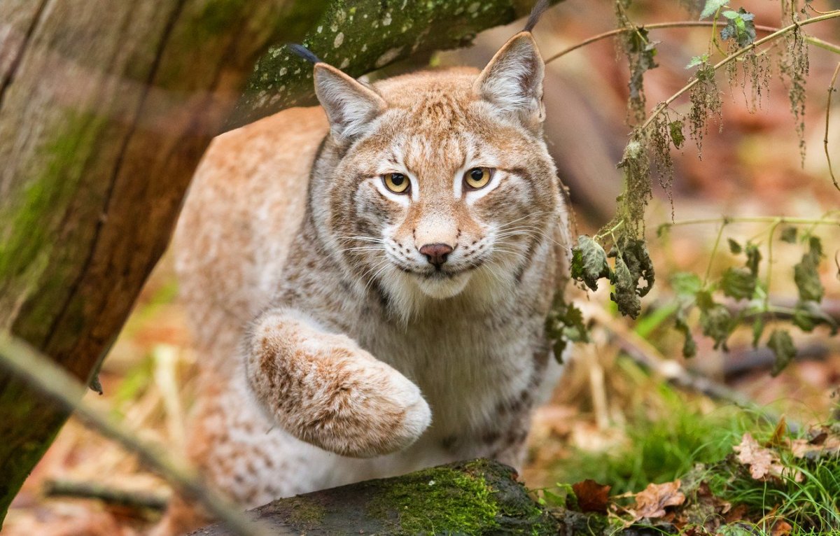 Зимние Дикие кошки