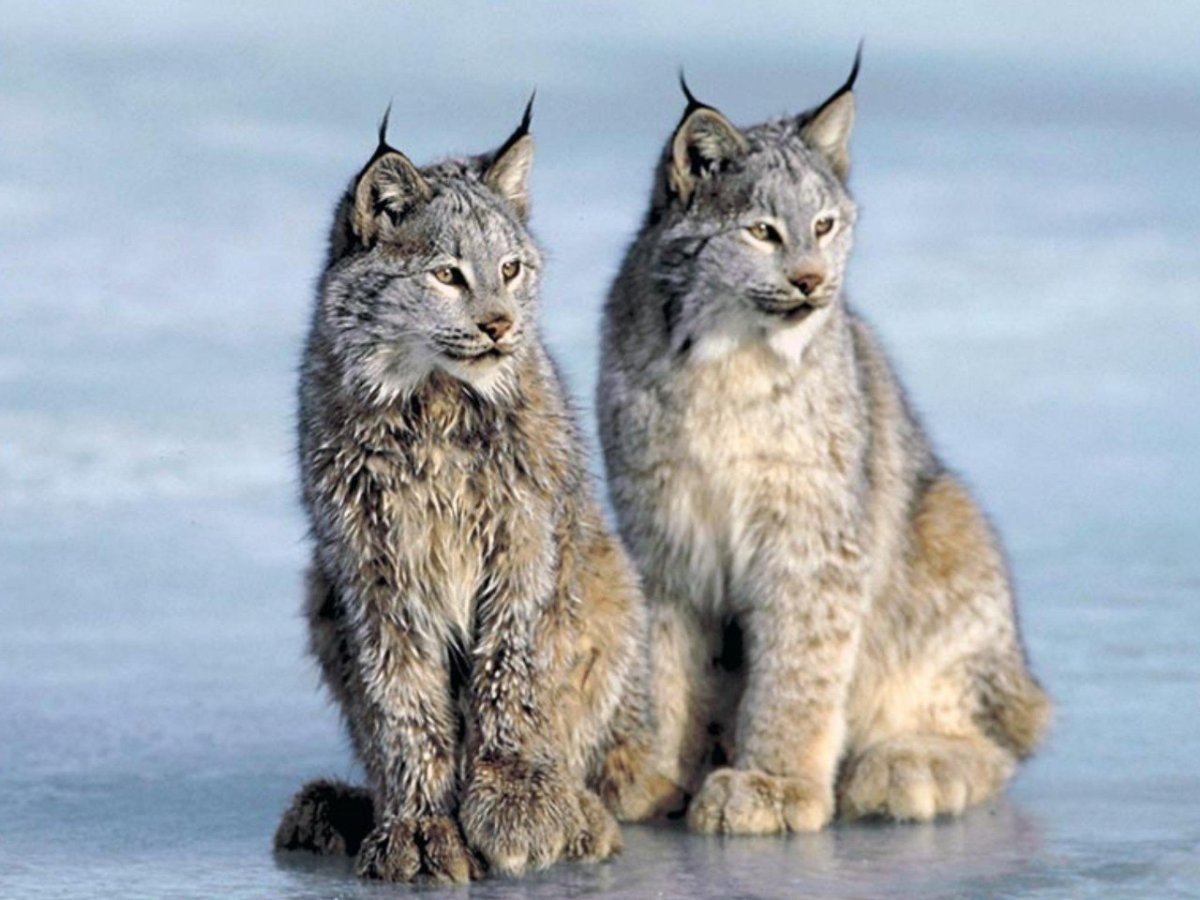 Карельская Рысь