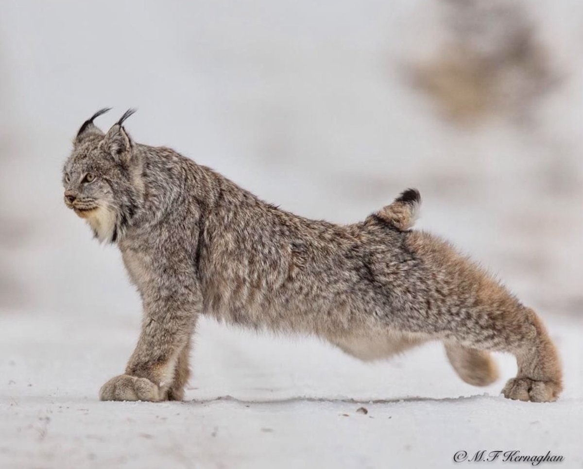 Канадская Рысь