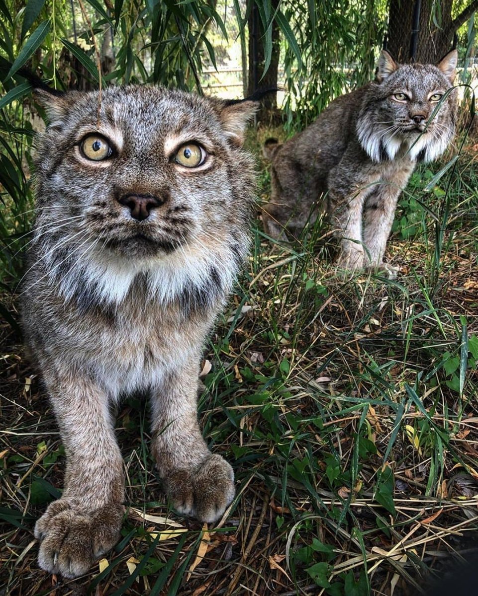 Канадская Рысь лапы