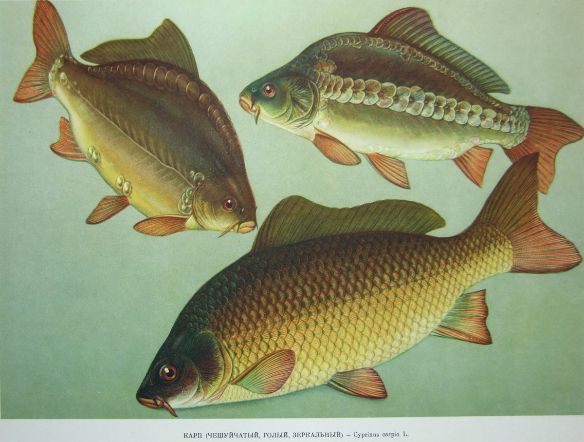 Обои рыбалка