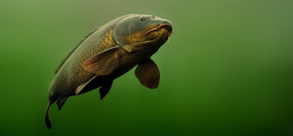 Карп в черной воде