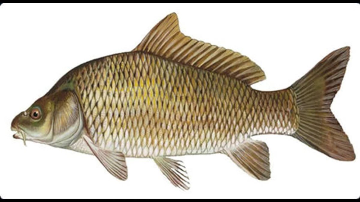 Карп обыкновенный – Cyprinus Carpio