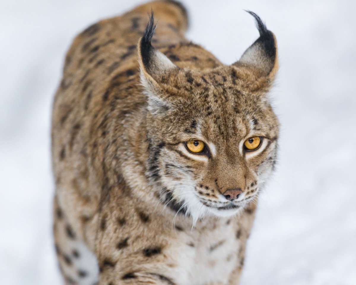 Трёхцветная кошка Мейн кун