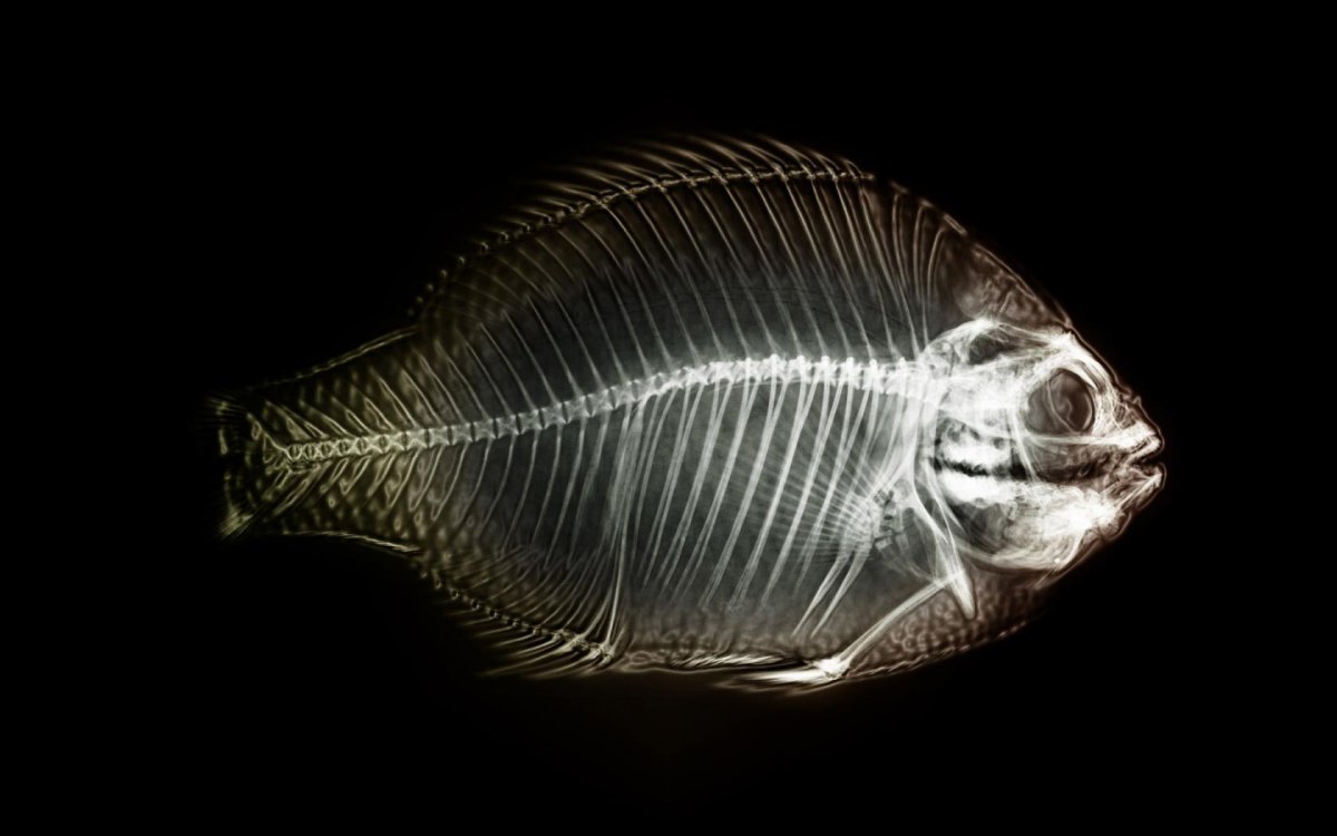 Russian Fishing 4 фидер