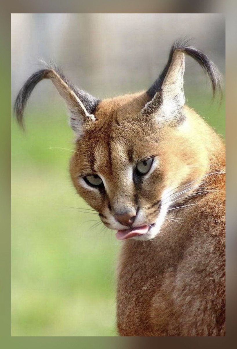 Мейн кун бобтейл