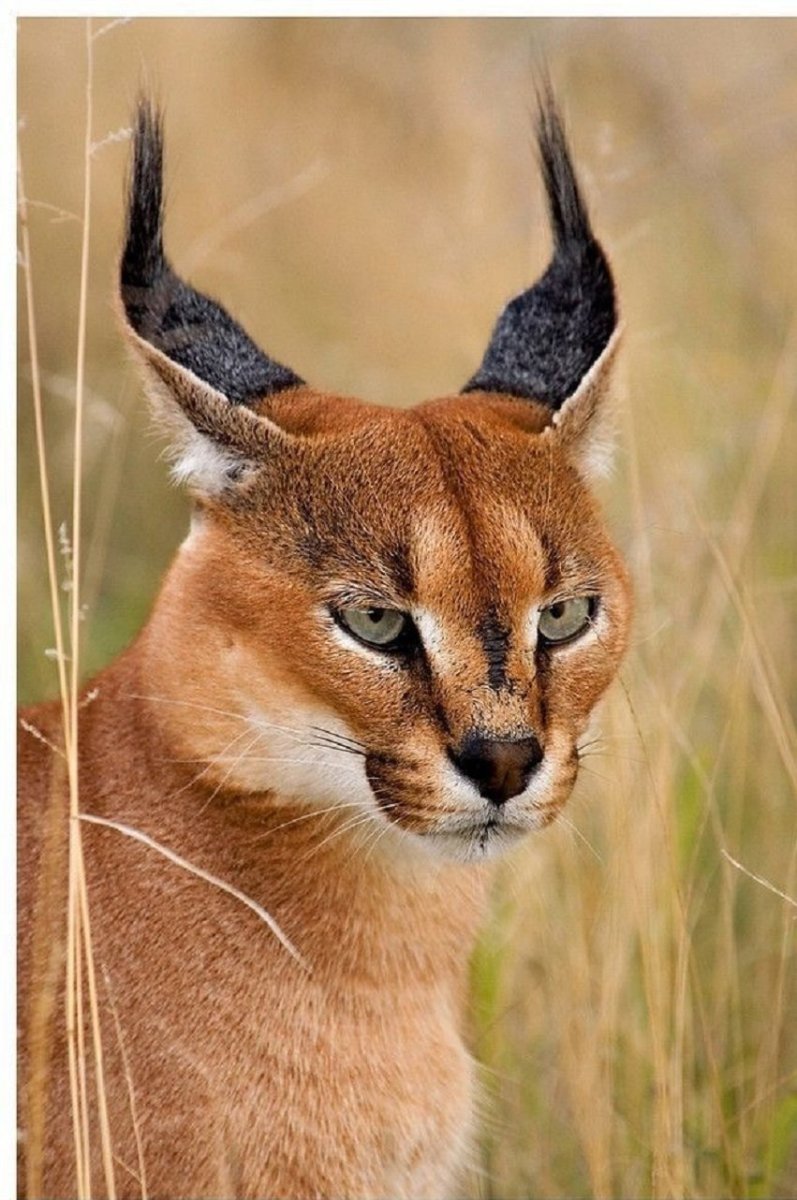 Котята рыси каракал