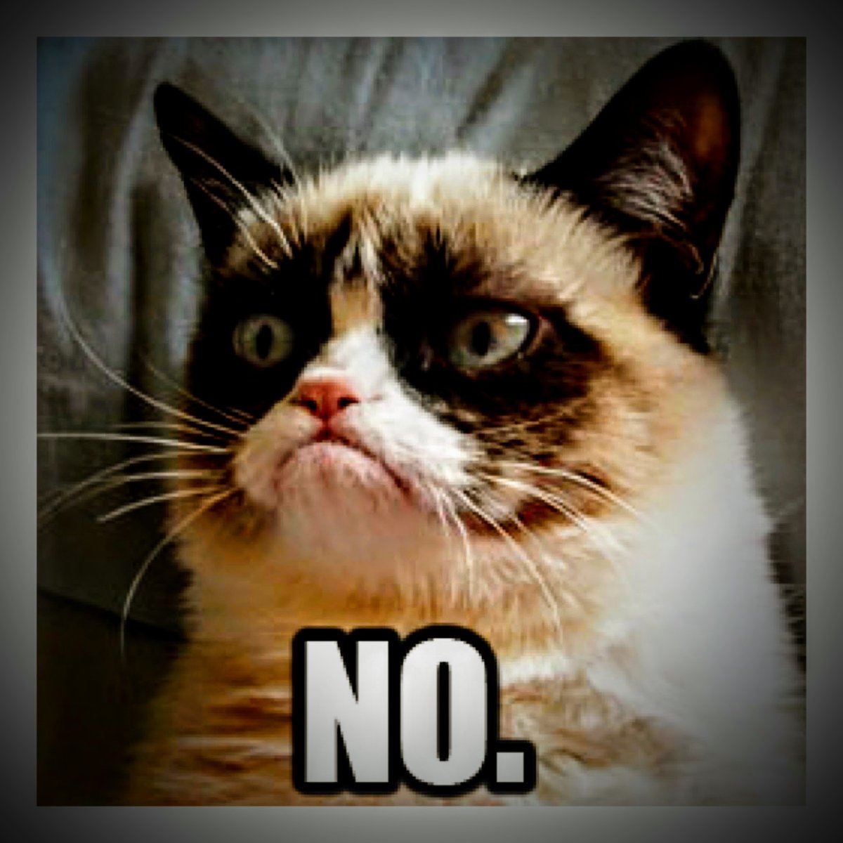 Сердитый кот с табличкой