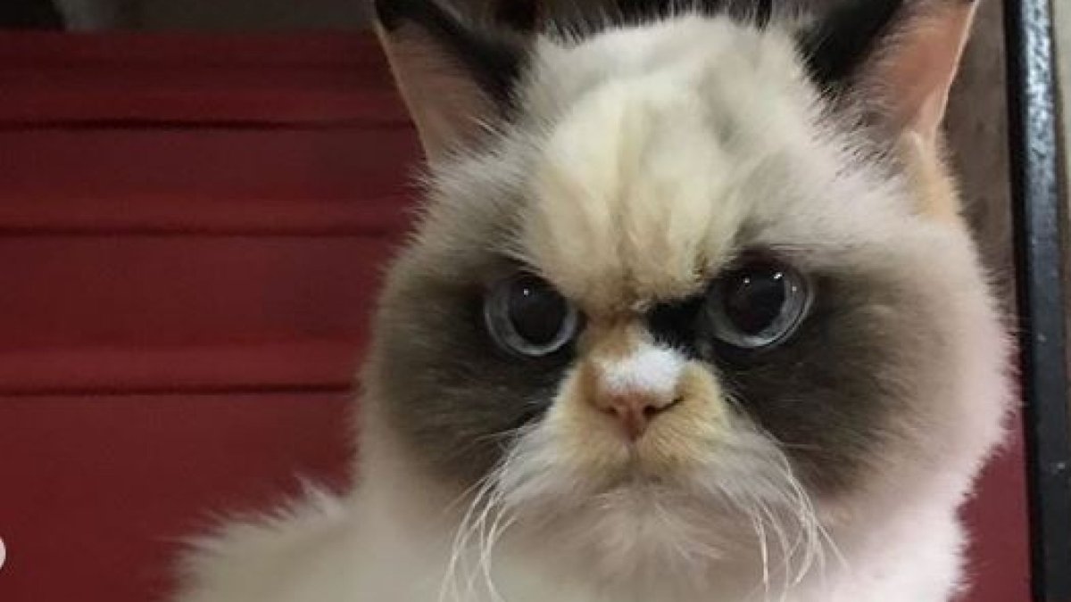 Самый сердитый кот в мире