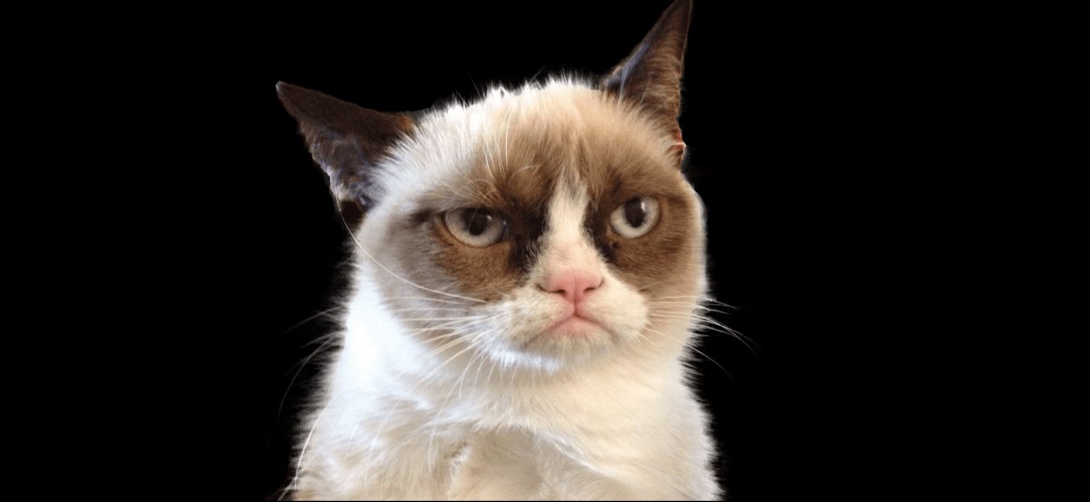 Смешной кот Мем