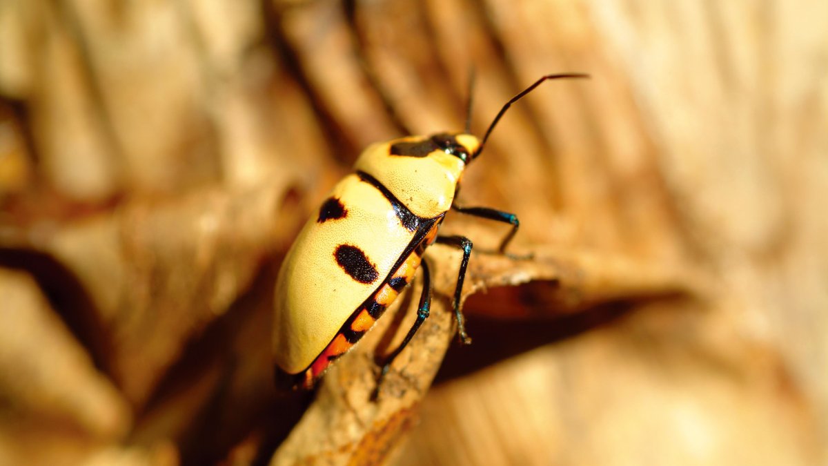 Черно желтый Жук