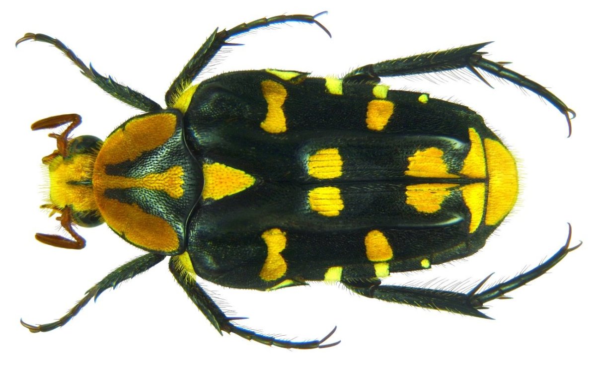 Бархатцы желтый Жук