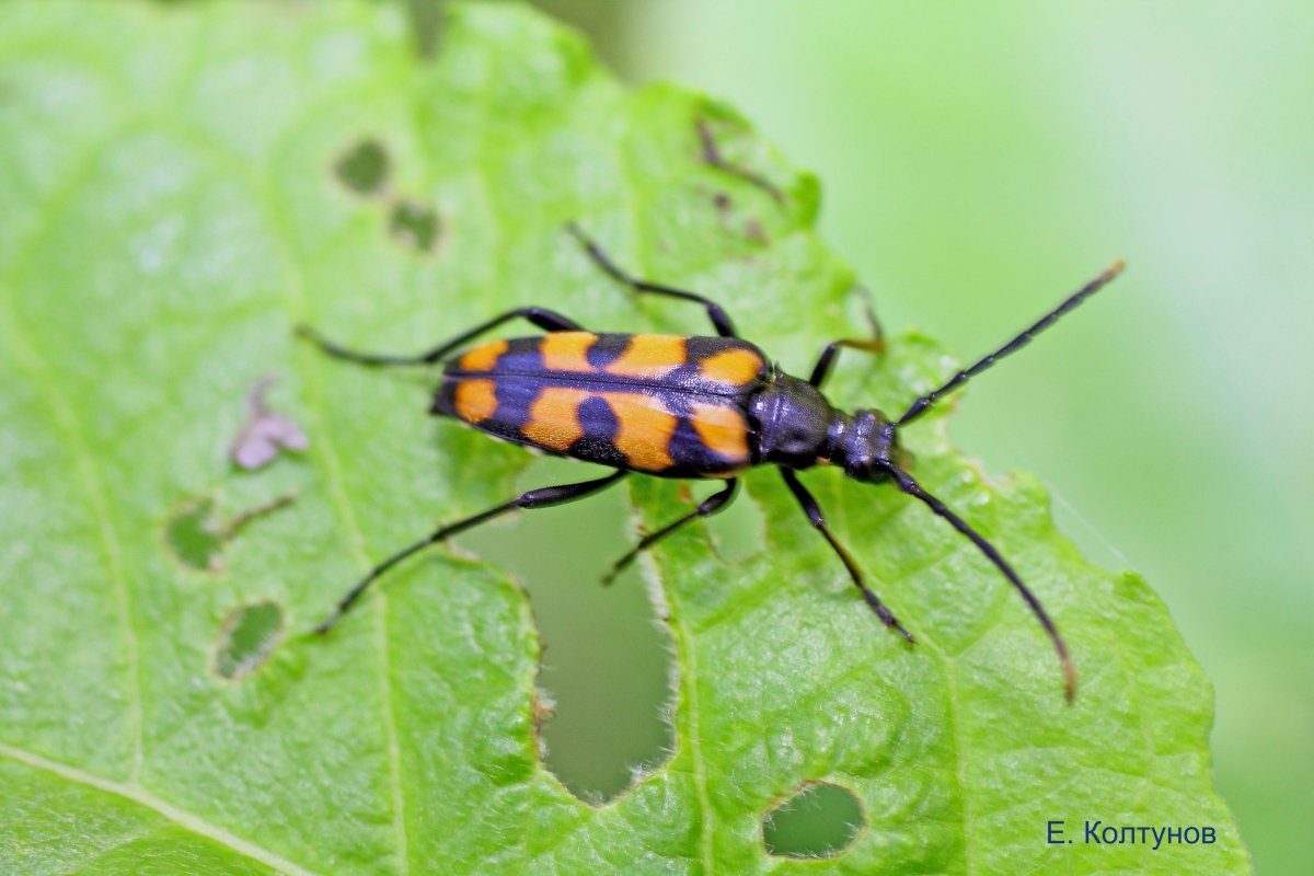 Жук желтого цвета