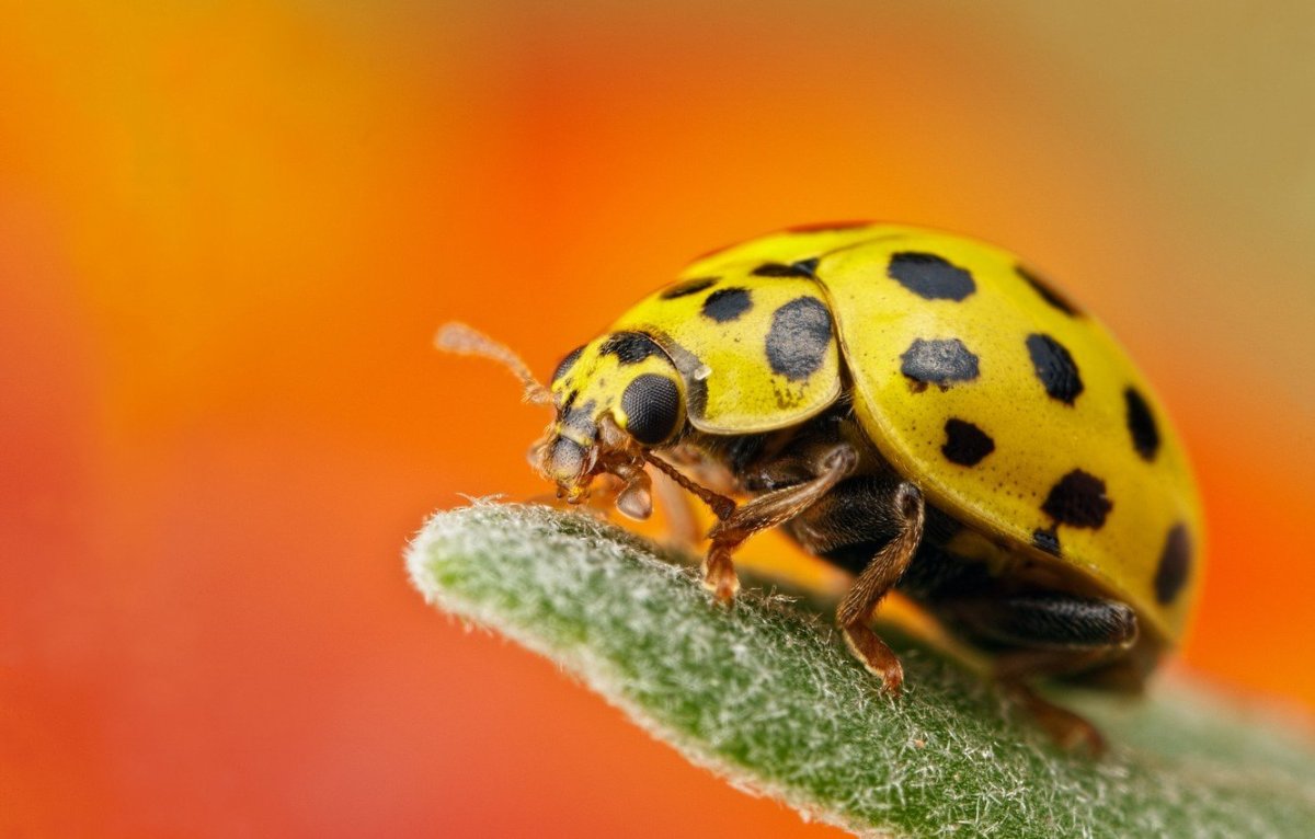 Жук Божья коровка