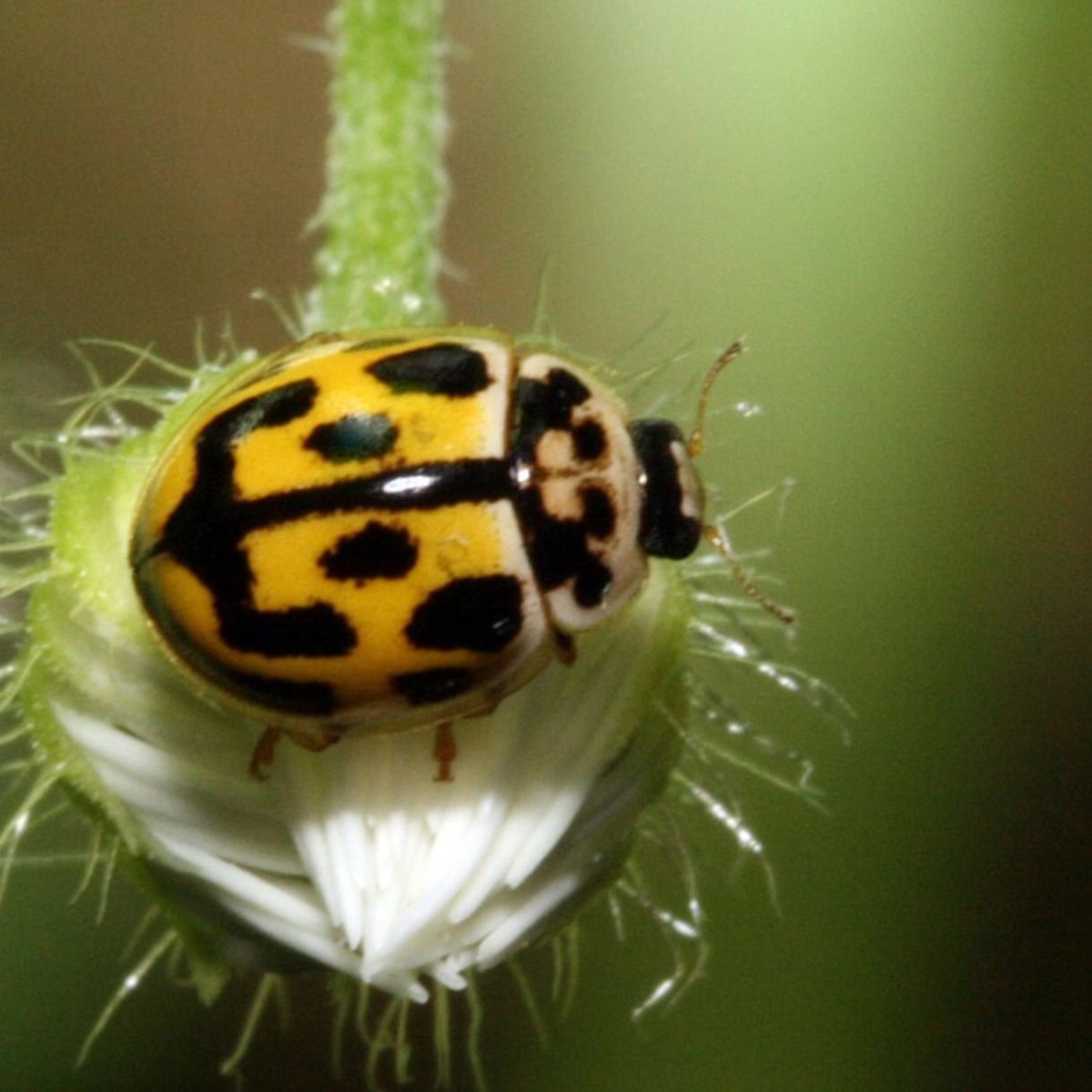 Жёлтая Божья коровка с чёрными пятнами