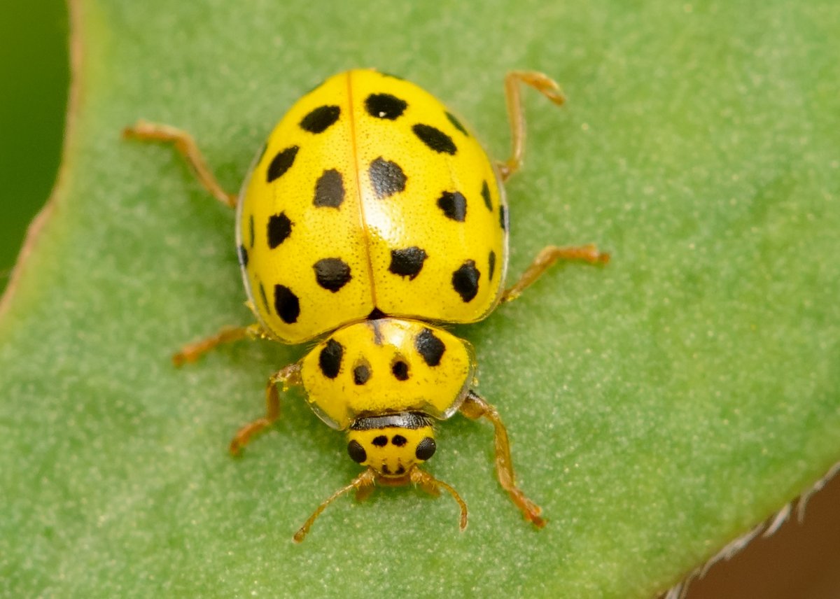 Жёлтый Жук с чёрными точками