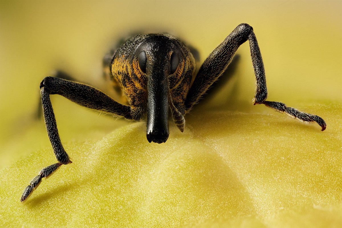Жук с полосатой спиной и длинным хоботком