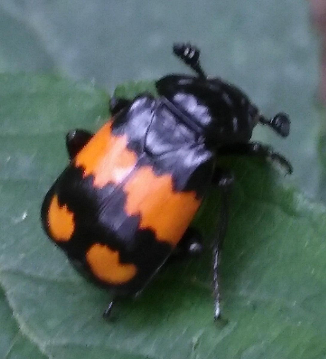 Лягушка древолаз желтая