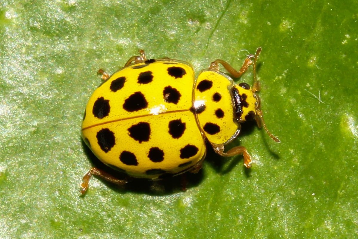 Скоробей Жук оранжевый