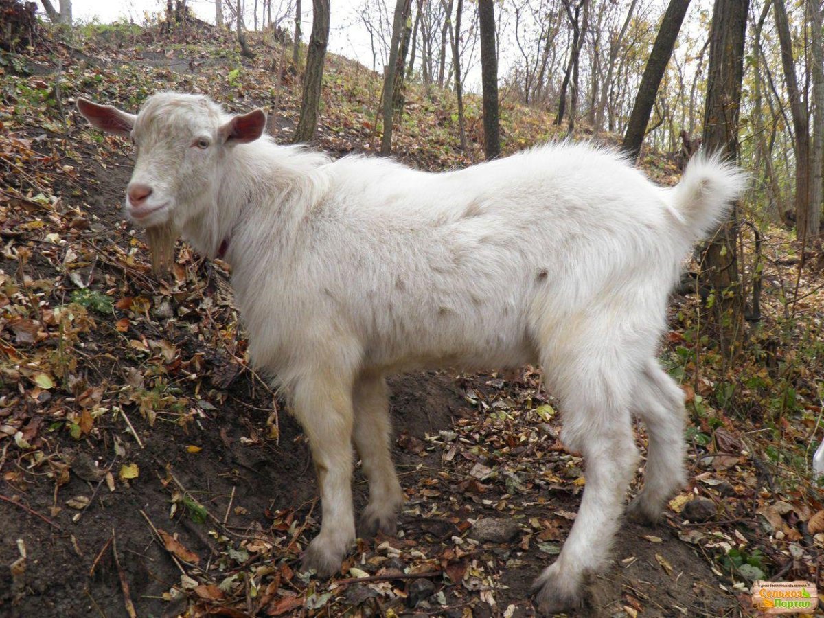 Зааненская безрогой козы