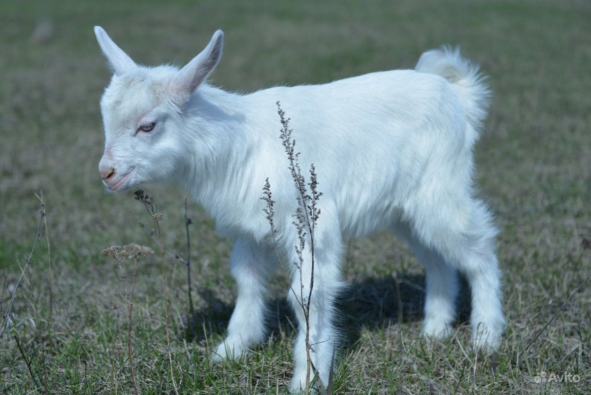 Маленькие козлята