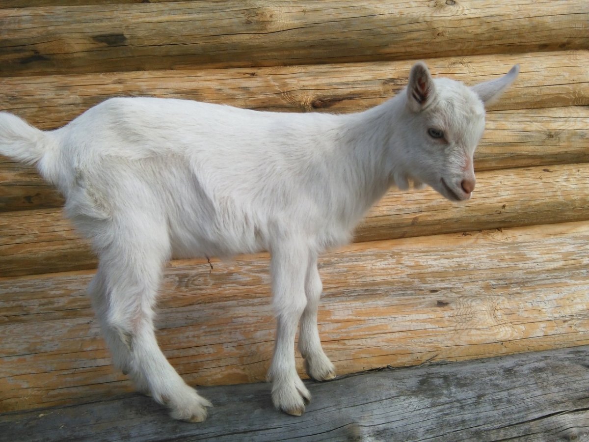 Зааненская коза с козлятами