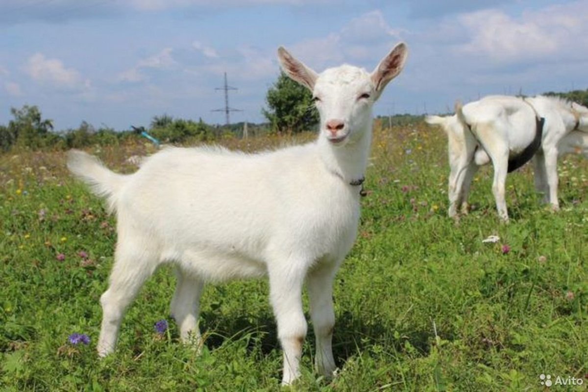 Козы зааненской породы