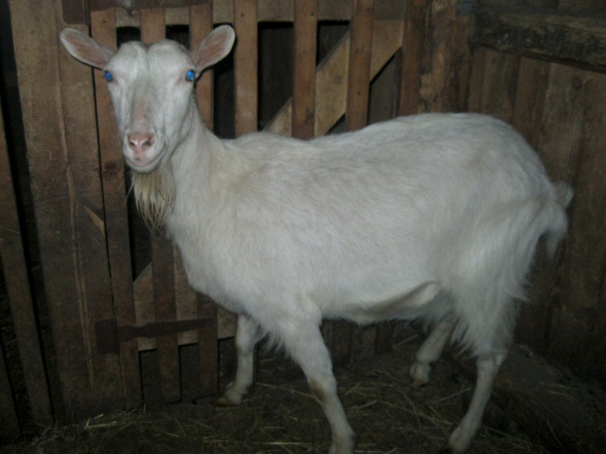 Козел безрогий сережками порода