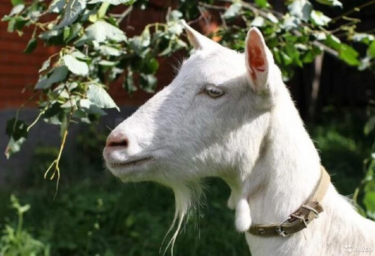 Зааненская порода коз