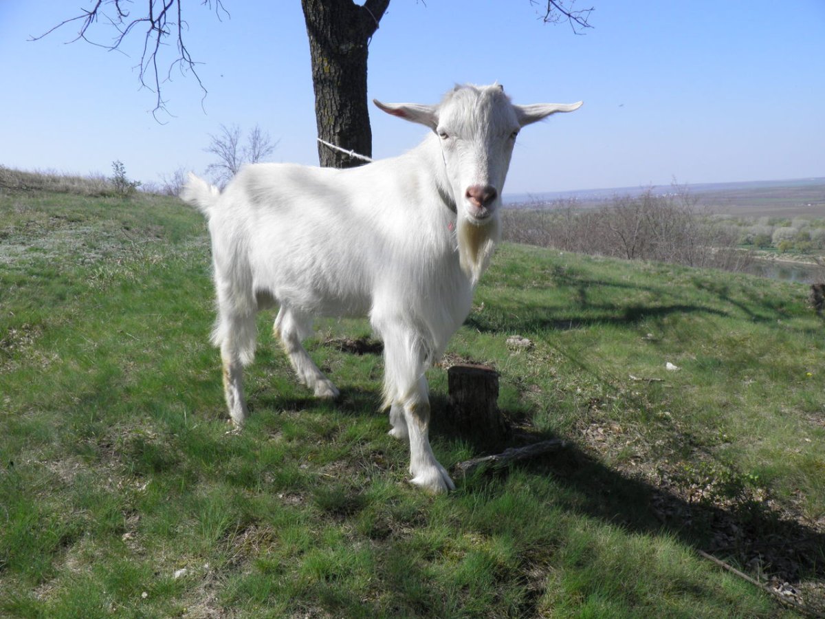 Зааненская безрогой козы