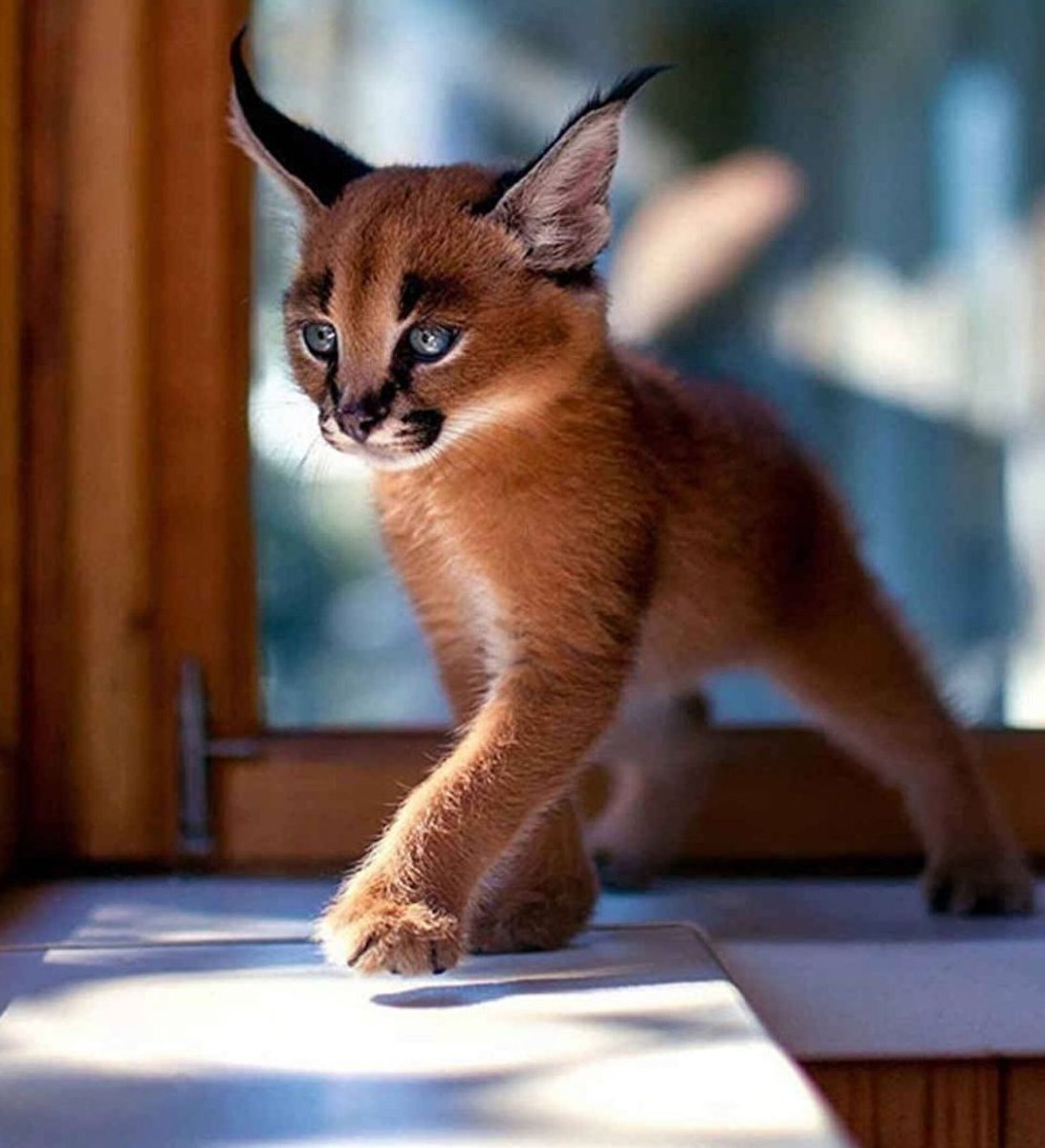 Каракал пустынная Рысь домашняя