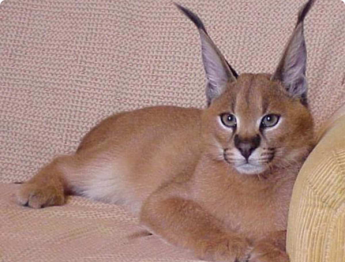 Каракал и бенгал