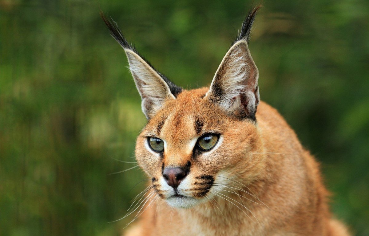 Каракал Нефертити